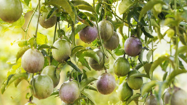  "Đổ xô" trồng cây ăn quả tại Gia Lai